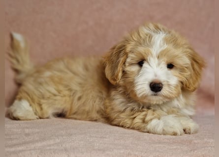 Maltipoo Welpen zuckersüß