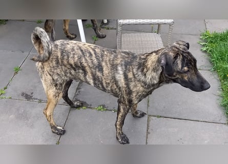 wunderschöner Hütehund Rüde 5 Monate sucht noch ein Zuhause