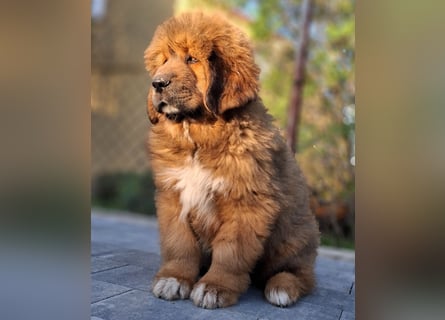 Do khyi Tibetischer Mastiff
