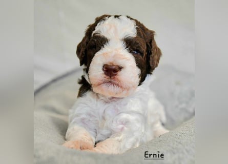 Lagotto Romagnolo Welpen mit LRWD e.V./ VDH Papieren