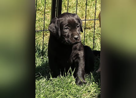 Reinrassige Labrador Welpen m.P. aus liebevoller Zucht
