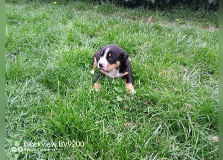 Entlebucher Sennenhund Welpen