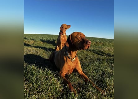 Magyar Vizsla Wurfankündigung