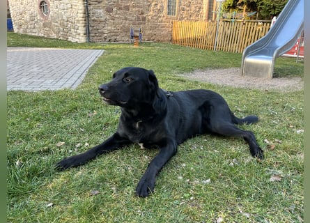 Labrador Mix Welpen