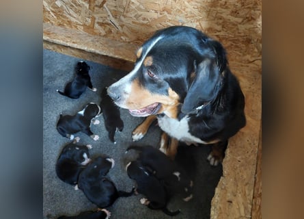 Schweizer Sennenhund Welpen