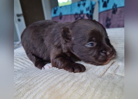 Bezaubernde Welpen aus Bolonka Zwetna und Pomeranian (Zwergspitz)