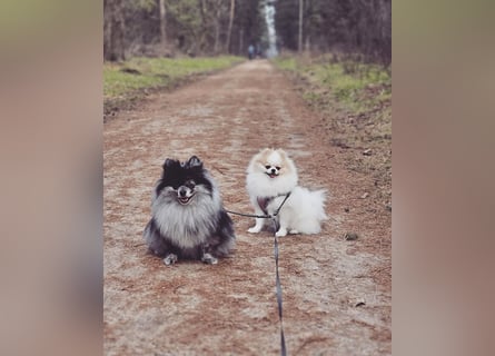 Zwergspitz Pomeranian Welpen Black Tan Merle Sable