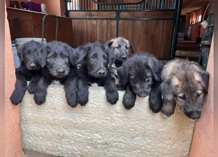 Irische Wolfshunde/ Irish Wolfhound Welpen