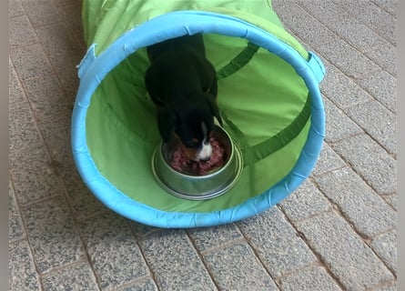 Entlebucher Sennenhund-Welpen "vom Zwergenstübchen" mit Ahnentafel
