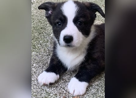 Welsh Corgi Cardigan puppies