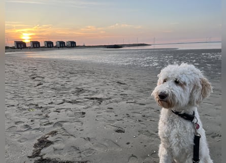 Goldendoodle F1b Welpen F1bb -apricot hell dunkel