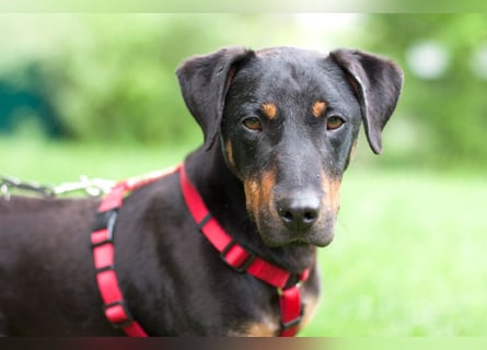 Chapi - quirliger, verschmuster Familienhund - Tierhilfe Franken e.V.