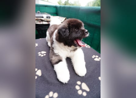 Amerikanische Akita