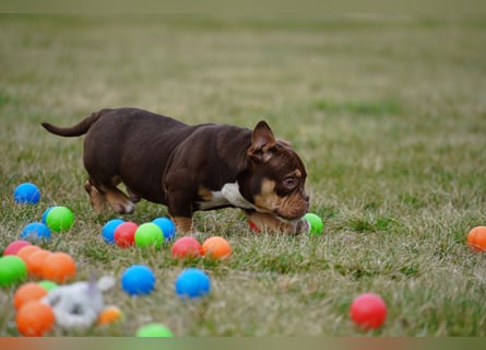 Wunderschöne Reinrassige American Bully Pocket Welpen mit ABKC Papiere
