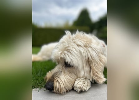 Goldendoodle Rüde