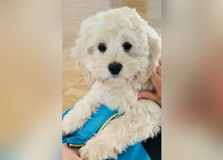 Cockapoo ! Bezaubernde Welpen aus langjähriger, bewährter u. überprüfter Haus/Familienaufzucht.