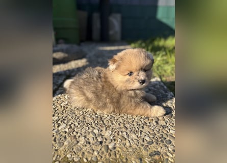 Pomeranian / Zwergspitz Rüde Pluto