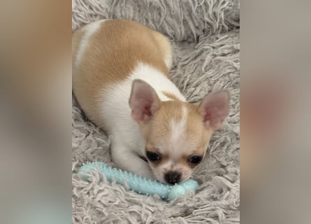 Chihuahua Rüden 9 Wochen alt mit Ahnentafel