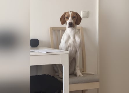 Milka sucht ein neues Zuhause