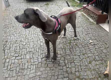 Deutsche Dogge