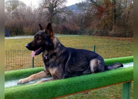 Topverpaarung Deutscher Schäferhund Welpen reinrassig Leistungslinie DDR HD/ED frei!