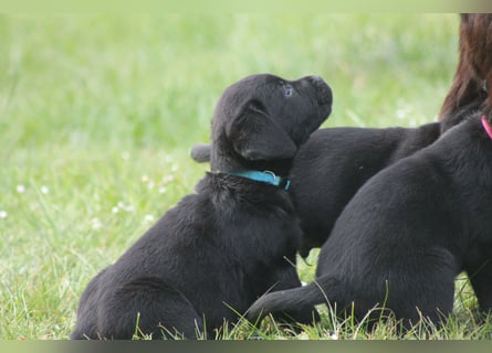Labrador Welpen