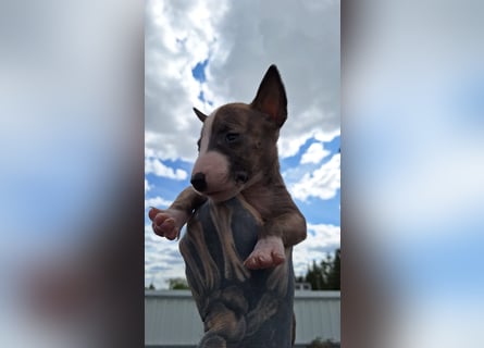 Mini bullterrier - Australian shepherd mix welpen