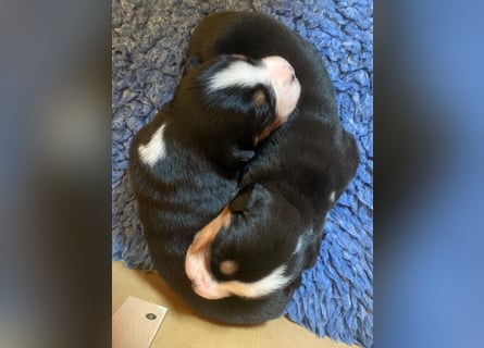 Wunderschöne Swissydog-Welpen mit Papieren - THERAPIEBEGLEITHUNDGEEIGNET