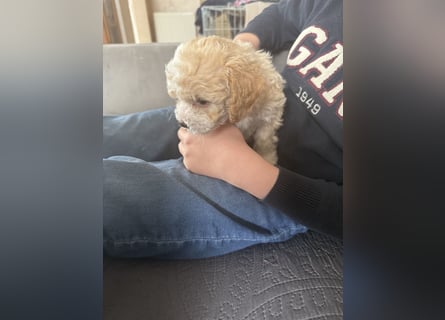 Maltipoo Welpen