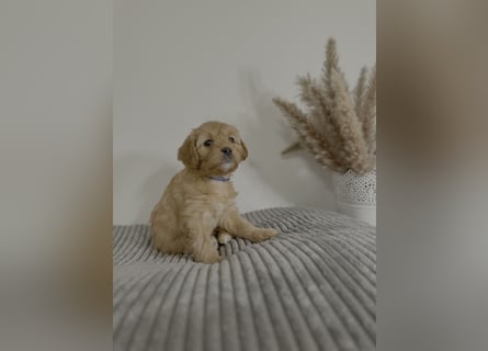 Cavapoo Welpen