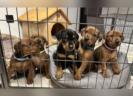 Deutscher Pinscher Welpen aus dem Haus ,,Cava Land" FCI Zucht