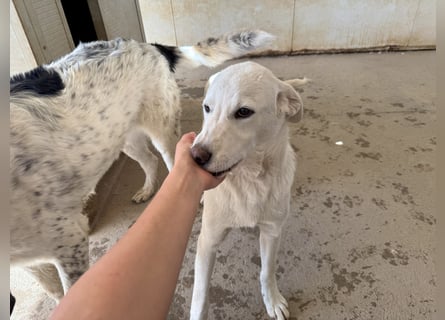 Wayne: er wäre gerne ein Familienhund
