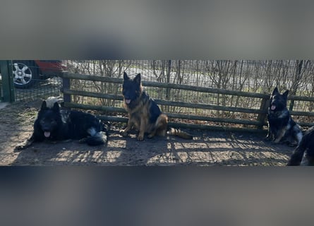 Langstockhaar Schäferhund  Rüde