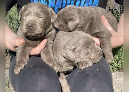 Labrador welpen in Tolle farben!