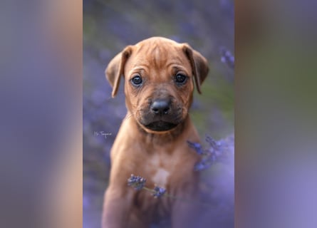 Rhodesian Ridgeback Welpen mit FCI-Ahnentafel
