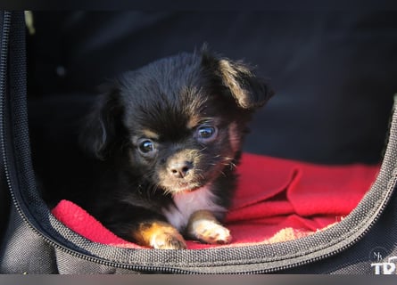 Chihuahuawelpen