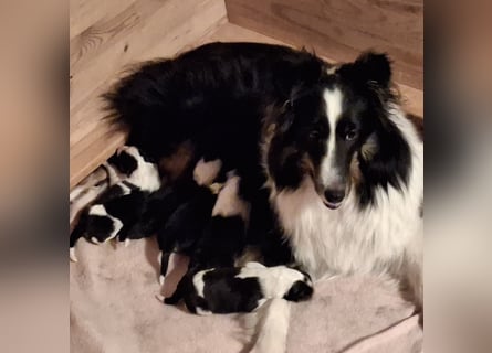 Sheltie Shetland Sheepdog