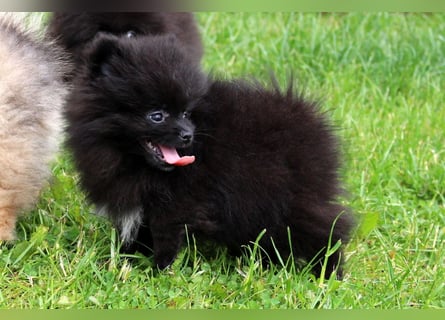 Yulie unsere kleine Pomeranian Zwergspitz Hündin mit Papieren kann ausziehen