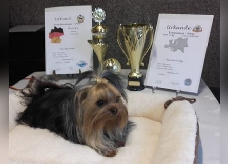Yorkshire-Terrier Welpen,  reinrassig mit Ahnentafel sofort abgabebereit