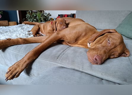 Magyar Vizsla Welpen suchen ab Mitte März ein neues liebevolles Zuhause