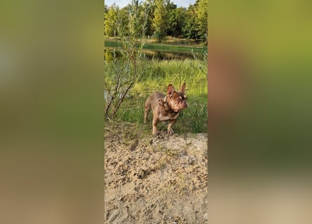 Französische Bulldogge Welpen in Leuna