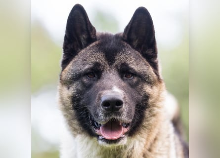 Kendo - ruhiger, ausgeglichener Familienhund - Tierhilfe Franken e.V.