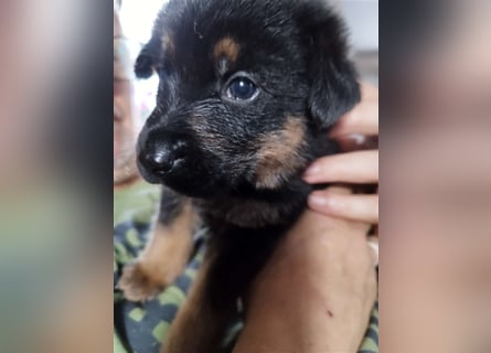 Mischling Welpen Akita inu Ridgeback Schäferhundwelpen