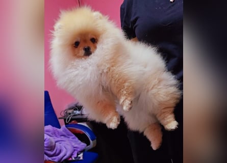 Pomeranian