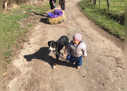 reinrassige Appenzeller Sennenhund welpen, Hündin oder Rüde, gechipt, geimpft, mehrfach entwurmt