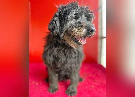 liebenswerte DORKA - 9 Jahre, 38cm/10,5kg - Schnauzer-Mix