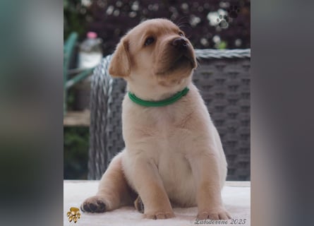 Labrador Welpen in hell gelb - die Buben