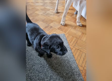 Labradorwelpen suchen bestes Zuhause