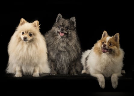 Liebevolle Zwergspitz Pomeranian Zucht