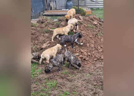 Cane corso mastiff mix 